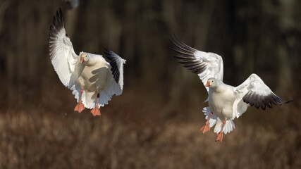 Two Snow Geese