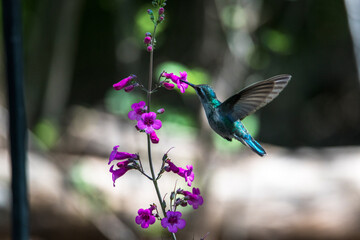Hummingbird on Flower - 574486829