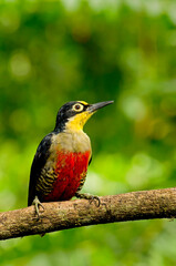 Yellow-fronted Woodpecker 
perched on branch over green natural vegetation background