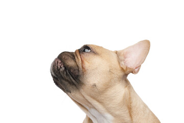 Close-up portrait of a French bulldog looking up on isolated white background, side view