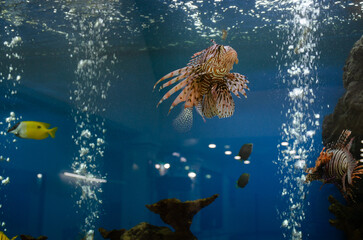 Lionfishes or Turkeyfishes at Bueng Chawak Chaloem Phrakiat,Thailand