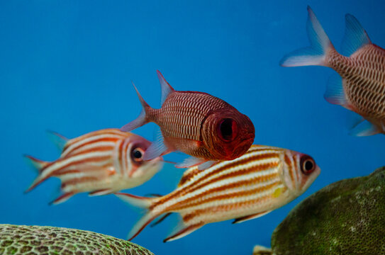 The blotcheye soldierfish (Myripristis berndti) in aquarium 