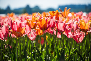 Tulips in Spring - 574488070