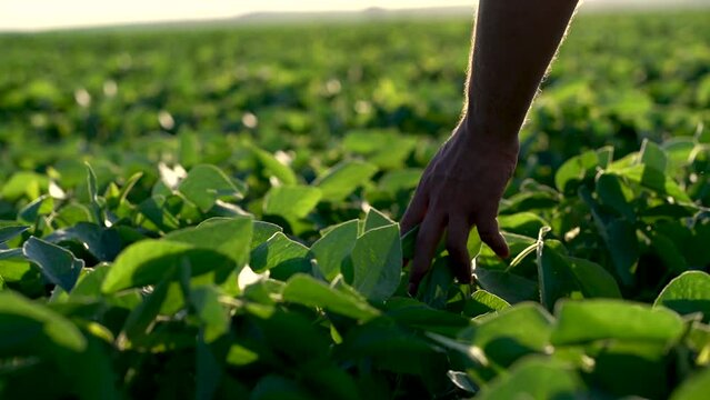 man's hands on green soybeans