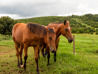 Two brown horses on a green grass field. Green mountains behind them.