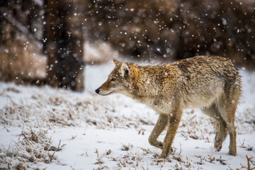 Hunting Coyote in the Snow - 574489007