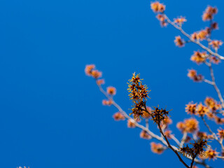 春の青空とマンサクの花