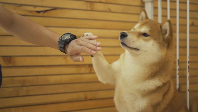 Happy Shiba Inu dogs or puppy smiling in cafe restaurant. Pet animal.