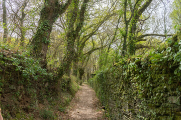 Walking along a path surrounded by dense green trees with lots of vegetation and moss in the region of Lugo, Galicia, Spain.