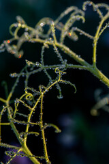 Peas with Morning Dew 15
