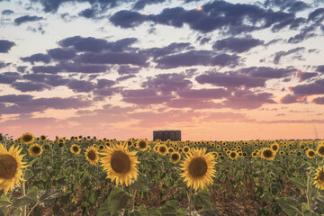 Sunflower field in bloom at sunset with pink sky. Madrid. Spain. 