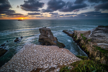 Gannet colony and Muriwai Beach at sunset, near Auckland, New Zealand