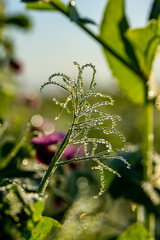 Peas with Morning Dew 18