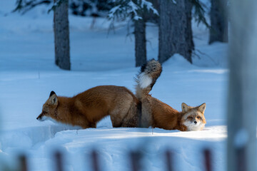 Two (male female Vulpes) Red Foxes seen in mating position stance during winter season with snow,...
