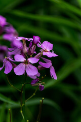 flower in the garden