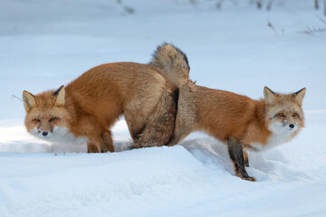 Two (male female Vulpes) Red Foxes seen in mating position stance during winter season with snow, white background in natural, wild environment. 