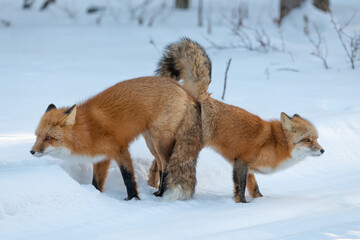 Two (male female Vulpes) Red Foxes seen in mating position stance during winter season with snow,...