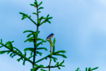 Birds & blue sky