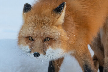 Close up face of a beautiful Red Fox (Vulpes vulpes) seen in natural, wild environment during winter. 