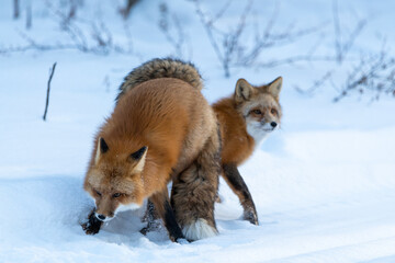 Two (male female Vulpes) Red Foxes seen in mating position stance during winter season with snow, white background in natural, wild environment. 