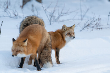 Fototapeta premium Two (male female Vulpes) Red Foxes seen in mating position stance during winter season with snow, white background in natural, wild environment. 
