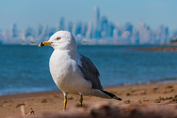 seagull on beach across from san francisco bay
