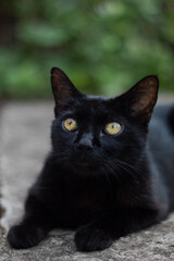 Foreground of a black cat with yellow eyes, with natural light
