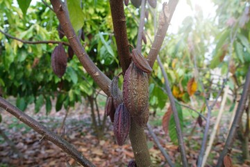 Cocoa plants in nature Background.