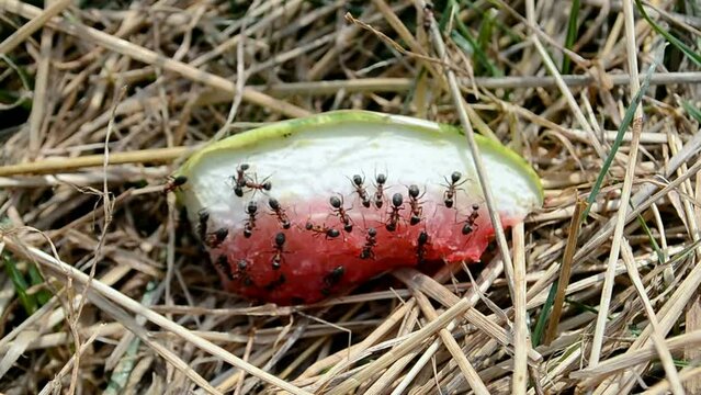 watermelon with ant insect heap closeup, water-melon piece in the grass in sunny day, nature diversity