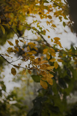 Yellow leaves on a cloudy autumn day, with natural light