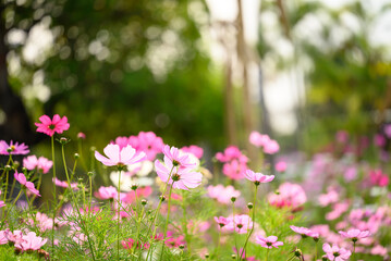 Obraz premium Beautiful cosmos flowers blossom in garden, Flower field in spring season