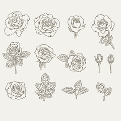 ROSE SET COLLECTION ELEMENTS BOTANICAL ILLUSTRATION FLOWER FLORAL GARDEN ISOLATED DETAILED DRAWING