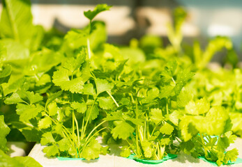 An image close-up selected focus coriander leaf green is a plant on the garden a fresh the bunch.