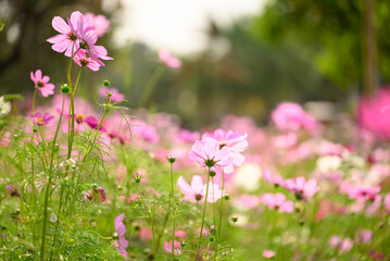 Obraz premium Beautiful cosmos flowers blossom in garden, Flower field in spring season