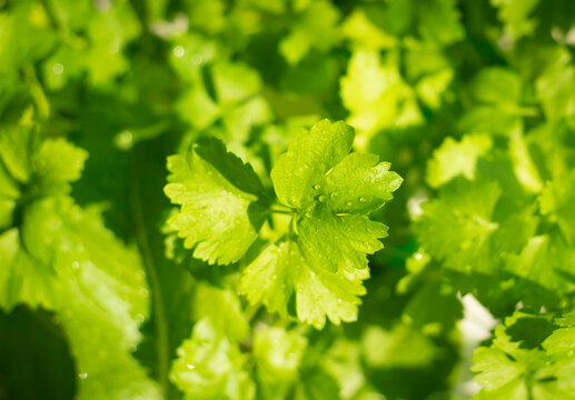 An image flat lay or top view selected focus coriander leaf green is a plant on the garden a fresh the bunch.