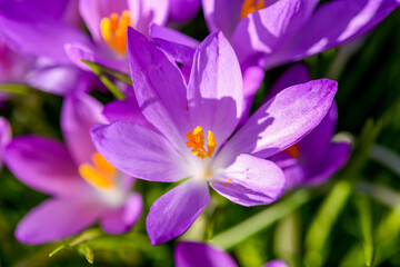 Blossoms in early spring