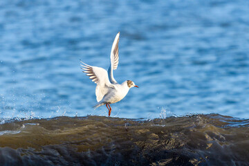 Fototapeta premium Seagulls fishing in early spring