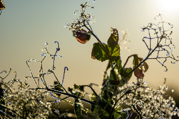Peas with Morning Dew 48