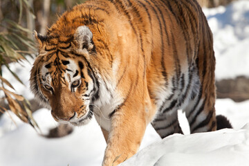 Close up view of Siberian tiger in the snow, wild winter nature