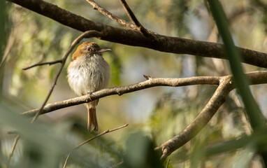 White and brown small perched bird in the tropical jungle of the Yucatan peninsula during golden hour with blurry background