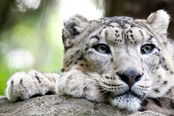 Close up view on a snow leopard