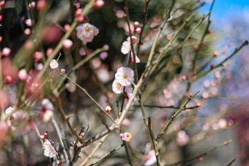 Plum tree blossoms in spring. Close-up plum blossom. Focus on flowers. Japan early plum blossom and cherry blossom March 2023