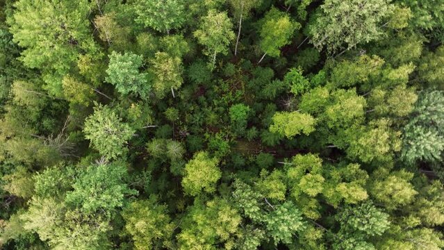 Aerial view. The treetops of a mixed forest. Top view of the crowns of green trees in the taiga. The camera rotates over the edge of the forest.