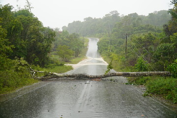 Photo was taken during a storm with heavy rain and gale force winds in Amazon rainforest. Tree...