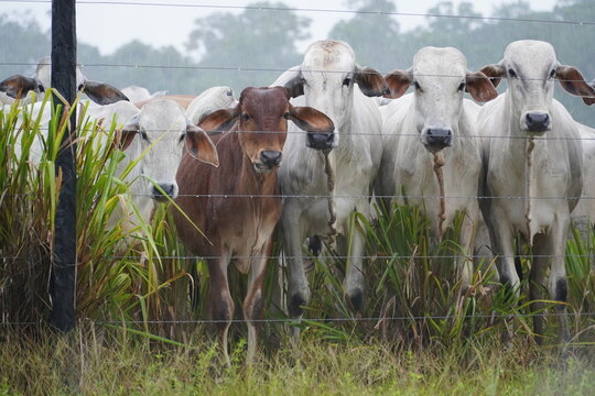 A group of cows in Amazonas, Brazil. Cattle ranching on cleared land that used to be home to tropical jungle trees. The Amazon cows are standing in heavy rain and do not look happy in this weather.