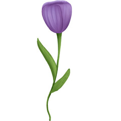 Fototapeta na wymiar Watercolor purple tulip flower illustration.Hand painting flower illustration isolated on transparent background.
