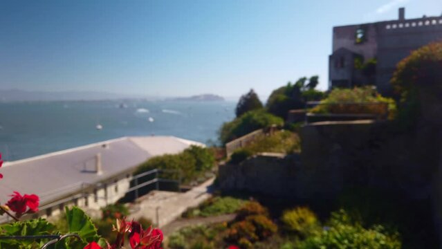 Gimbal shot booming up from red flowers to reveal the Officer Row Gardens on Alcatraz Island in the San Francisco Bay. 4K