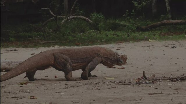 One of the remaining Komodo dragons roams along a sandy beach looking for prey