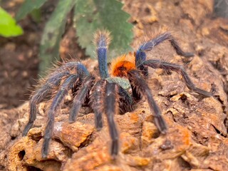 Spinne