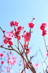 beautiful white and pink flowers in the spring series: plum blossoming in spring is the only remaining winter flower. Japan Tokyo season 2023